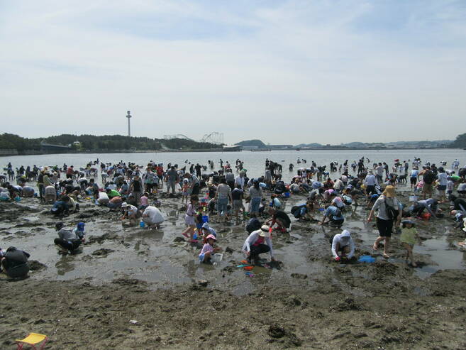 2019海の公園 「潮干狩り」 報告 【5月3日号】の写真