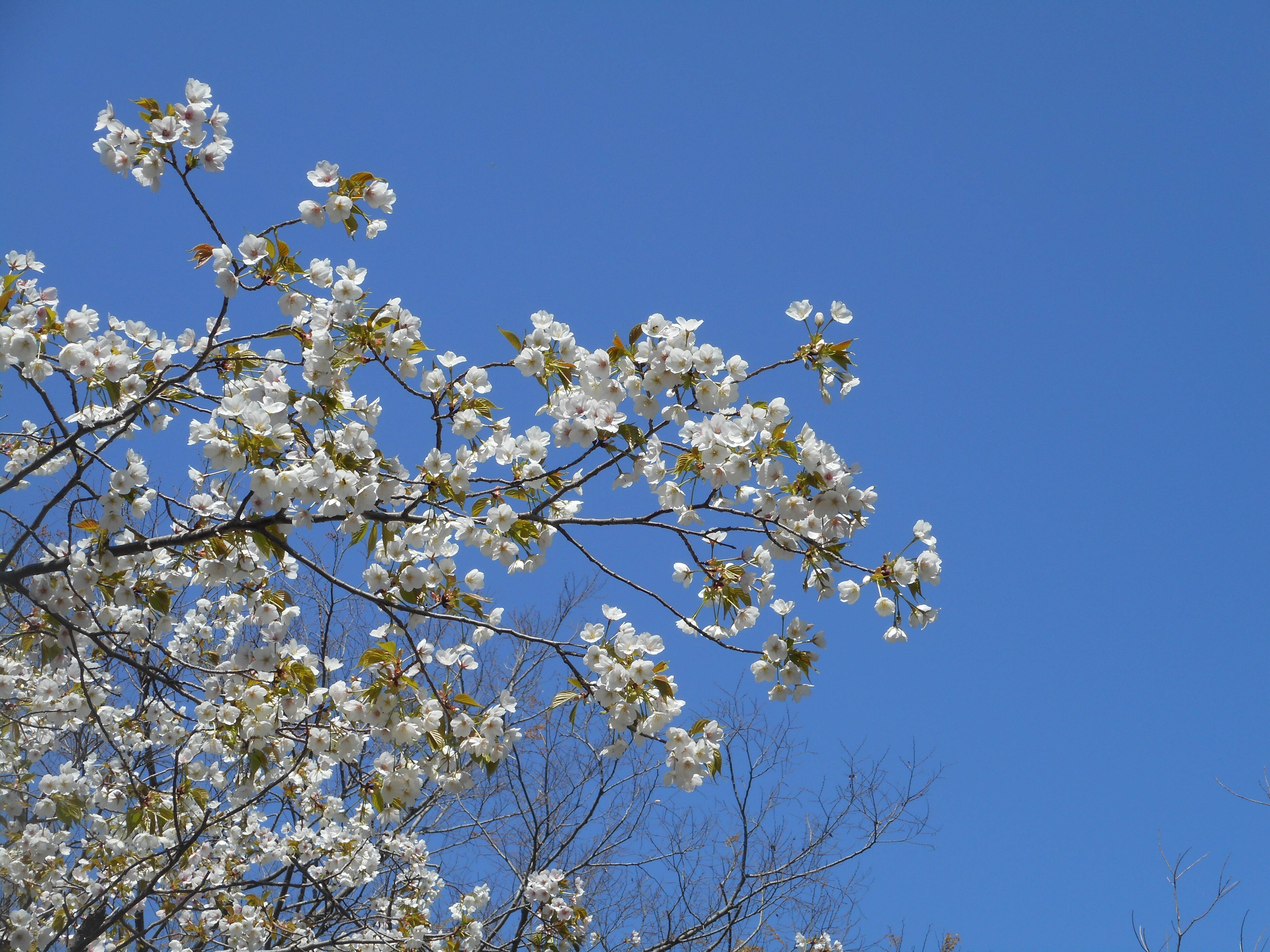 海の公園桜開花情報【3月25日号】の写真