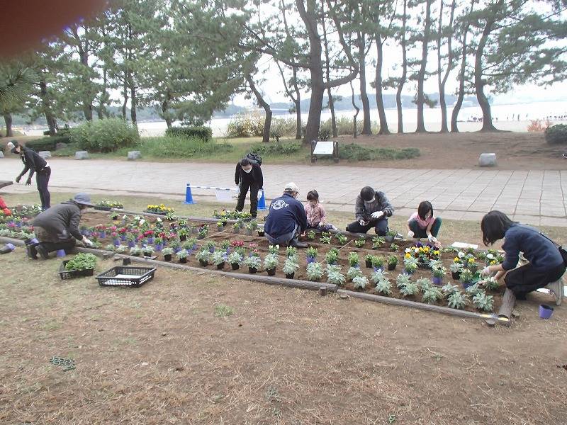 秋冬の花を植えました!~ボランティアの皆さんと花壇づくり~の写真