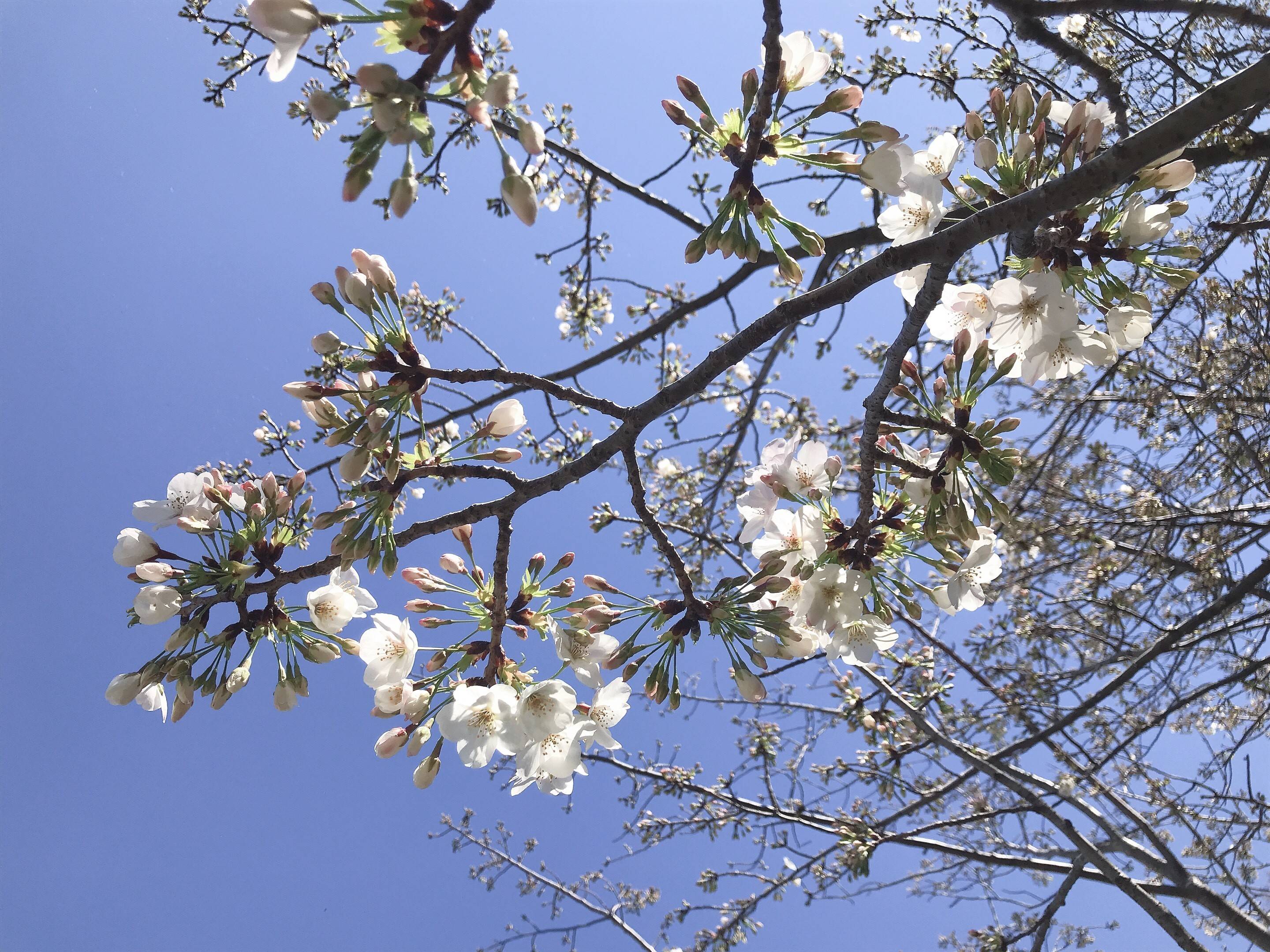 海の公園桜開花情報 3月27日号 桜開花 海の公園公式サイト 公益財団法人 横浜市緑の協会