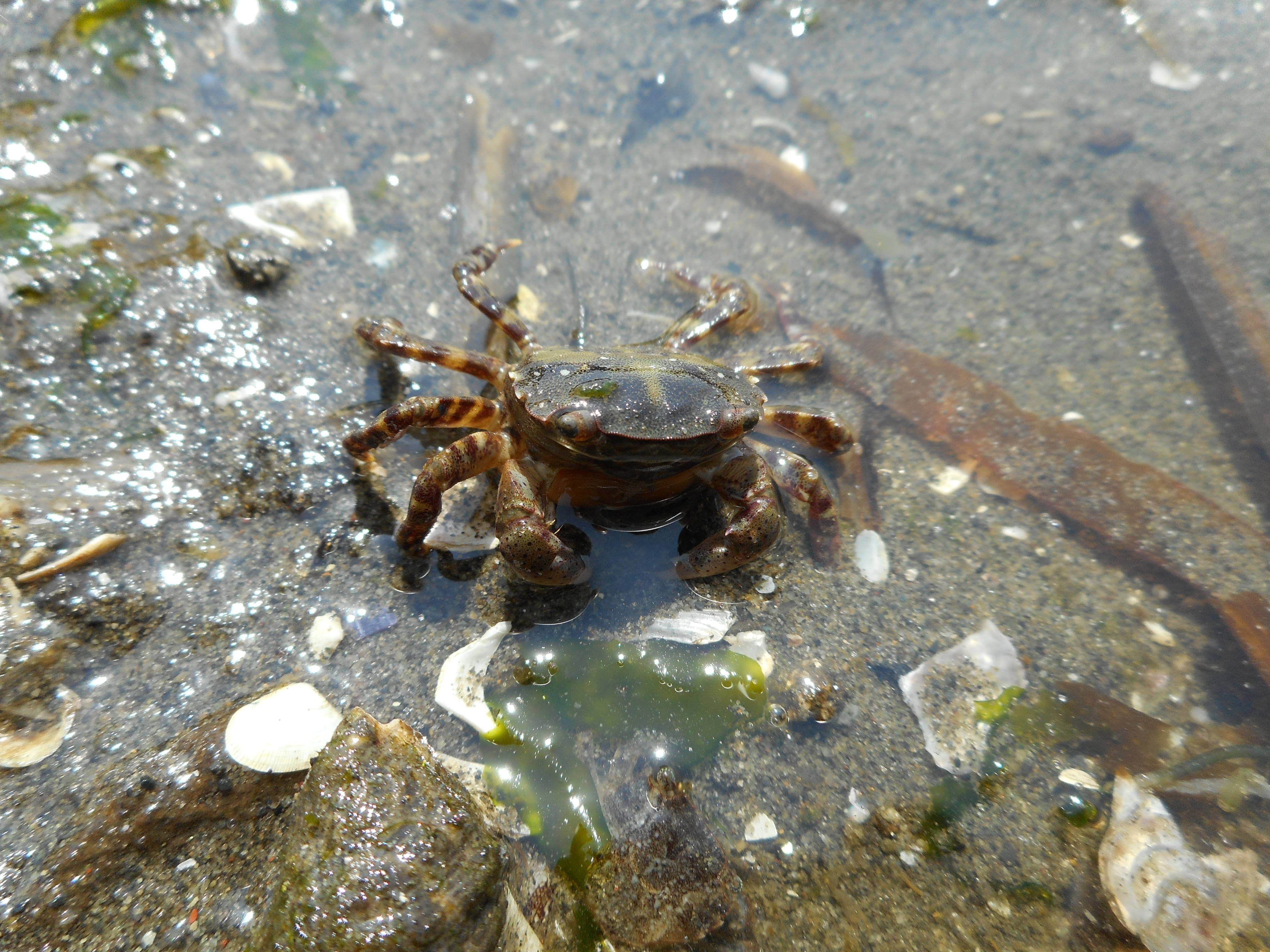 19海の公園 潮干狩り 報告 4月6日号 潮干狩り 海の公園公式サイト 公益財団法人 横浜市緑の協会