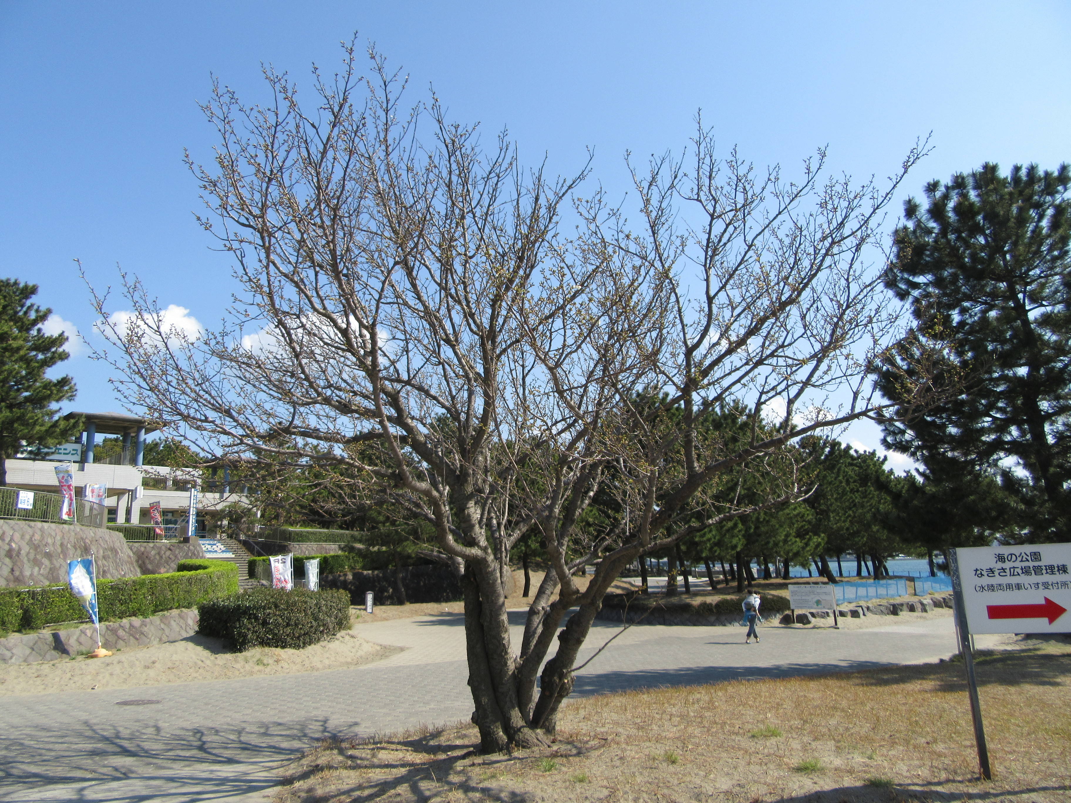 海の公園桜開花情報 4月3日号 桜開花 海の公園公式サイト 公益財団法人 横浜市緑の協会