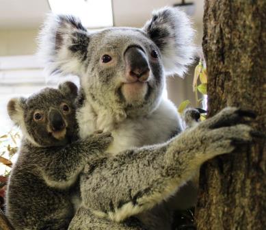 コアラの赤ちゃんがとってもかわいいですよ 今週のイチオシ 金沢動物園公式サイト 公益財団法人 横浜市緑の協会