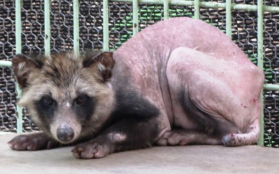 保護されたタヌキたち こぼれ話 金沢動物園公式サイト 公益財団法人 横浜市緑の協会