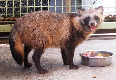 保護されたタヌキたち こぼれ話 金沢動物園公式サイト 公益財団法人 横浜市緑の協会