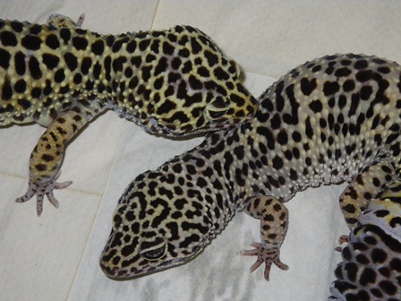 ペアリング その1 ヒョウモントカゲモドキ レプ担当のれぷブログ 野毛山動物園公式サイト 公益財団法人 横浜市緑の協会