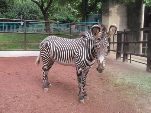 グレビーシマウマ キャンディ 野毛山卒業です その1 動物トピックス 野毛山動物園公式サイト 公益財団法人 横浜市緑の協会