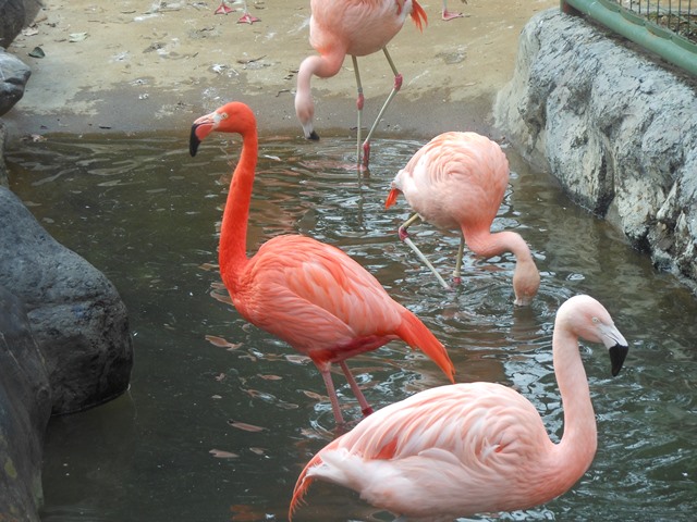 フラミンゴの冬の過ごし方 動物トピックス 野毛山動物園公式サイト 公益財団法人 横浜市緑の協会