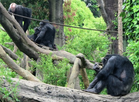A アルファ オスは大変 チンパンジーの森日記 よこはま動物園ズーラシア公式サイト 公益財団法人 横浜市緑の協会