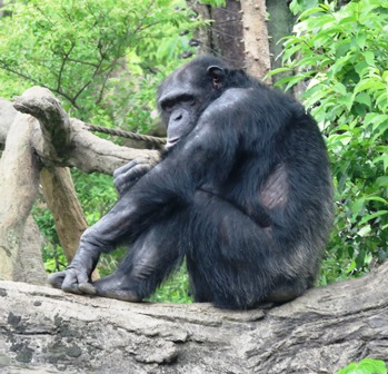 A アルファ オスは大変 チンパンジーの森日記 よこはま動物園ズーラシア公式サイト 公益財団法人 横浜市緑の協会