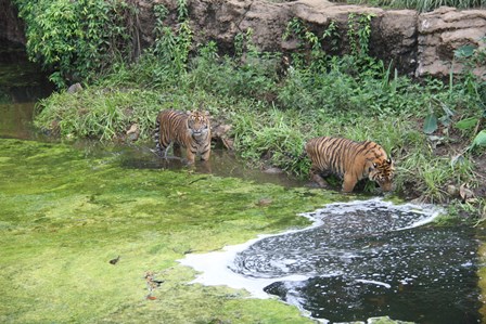 モートを綺麗にしました V すまとらとらブログ よこはま動物園ズーラシア公式サイト 公益財団法人 横浜市緑の協会