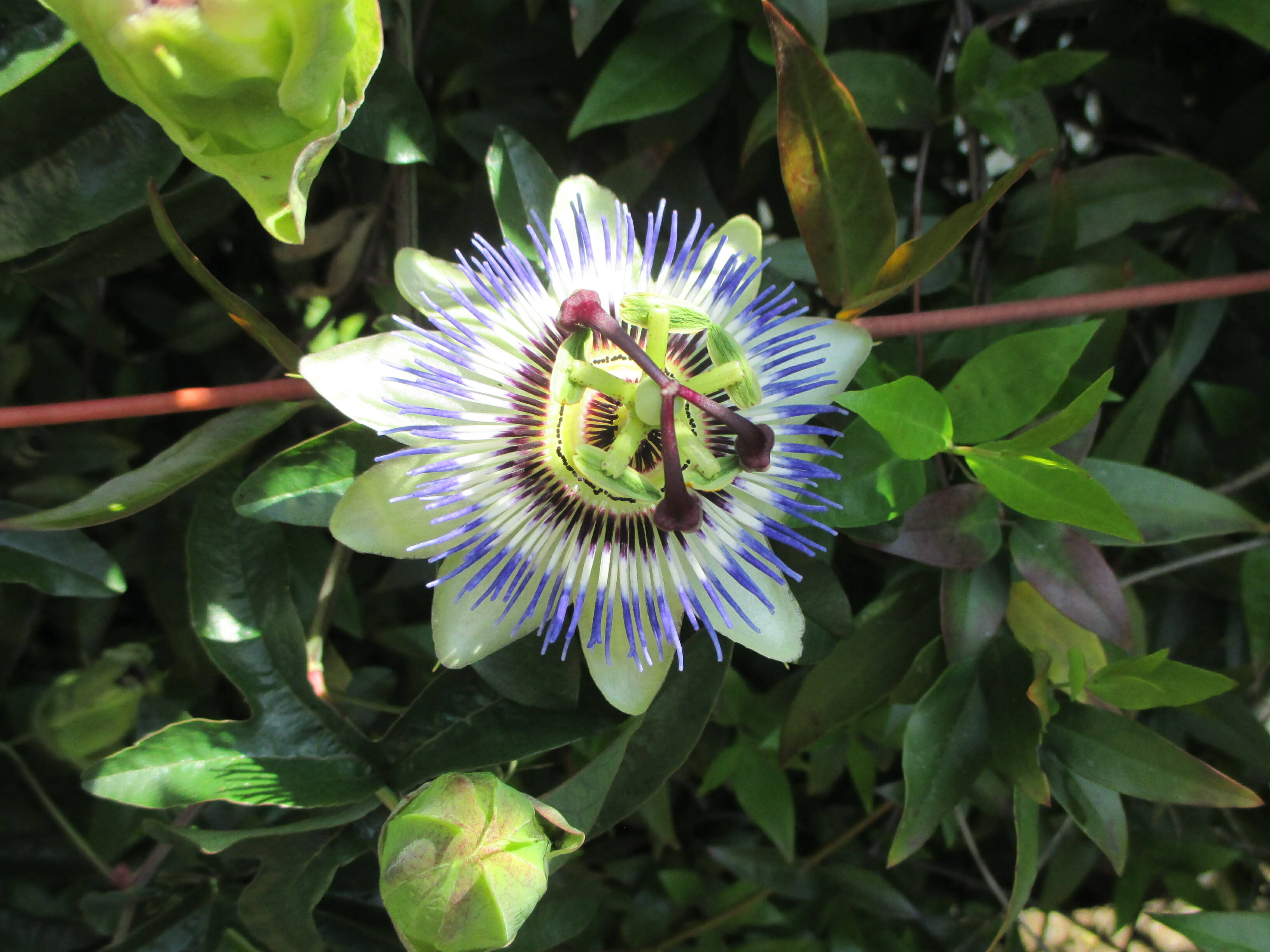 山手234番館 お庭のお花の写真