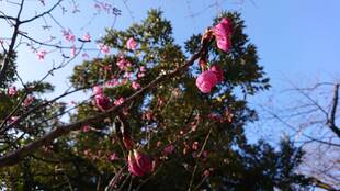 山手234番館 元町公園の桜開花情報