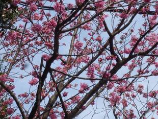 ブラフ18番館の春