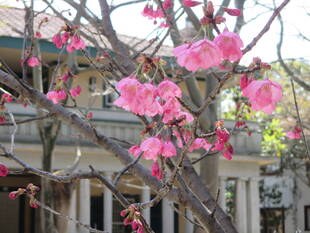 山手234番館 元町公園の桜開花情報【3/21】