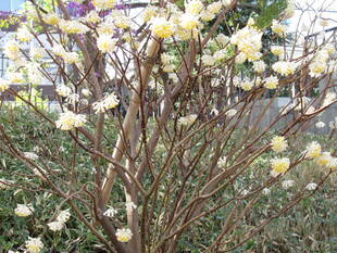 ベーリック・ホール 庭園の花