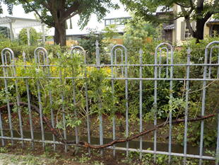 モッコウバラの剪定