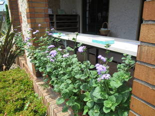 ベーリック・ホール 庭園のお花