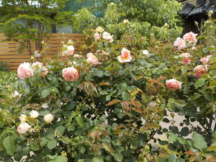 外交官の家のバラⅤ