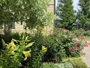 外交官の家 ユリが咲きだしています。