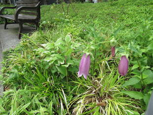 ベーリック・ホール 庭園のお花