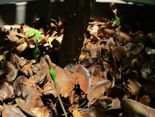 エリスマン邸 ヒマラヤスギの発芽