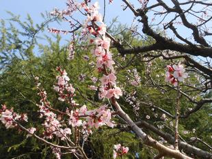 山手111番館 杏の花が咲きました。
