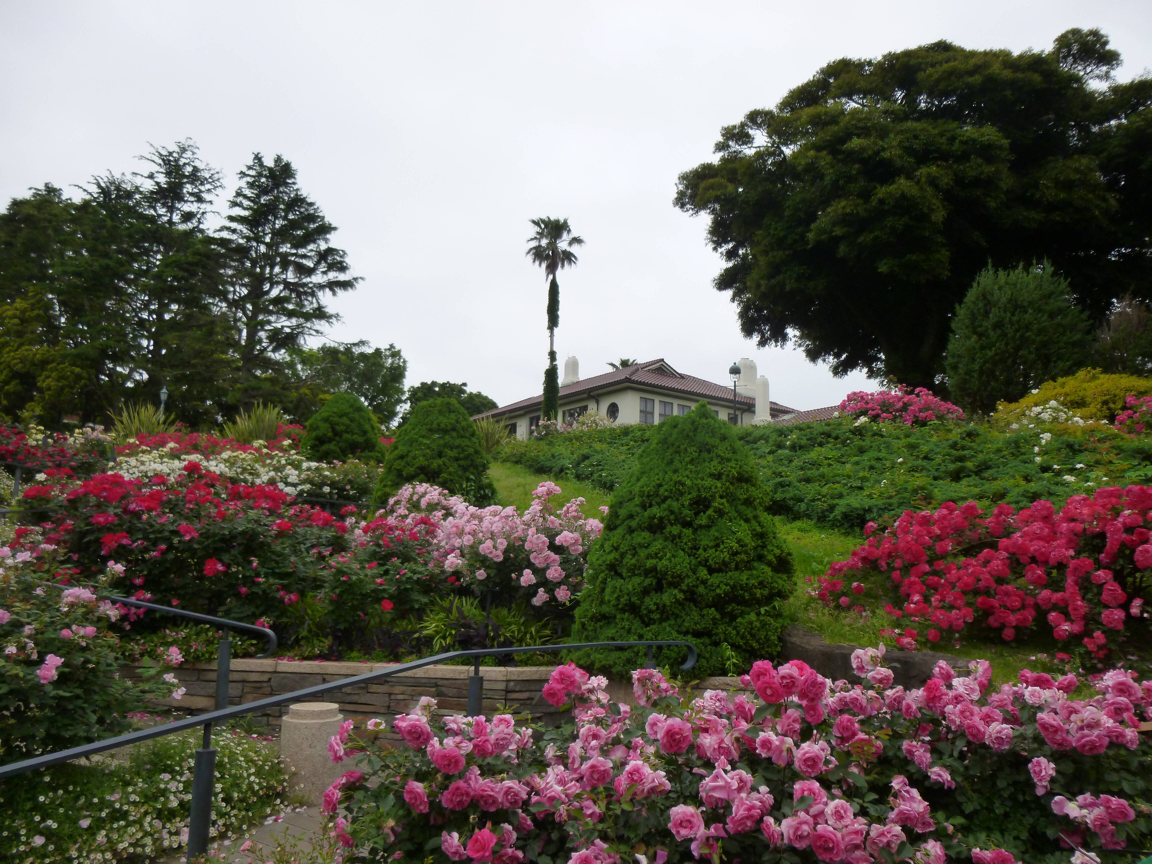 港の見える丘公園ビュー イギリス館とバラ 横浜市イギリス館 山手西洋館公式サイト 公益財団法人 横浜市緑の協会