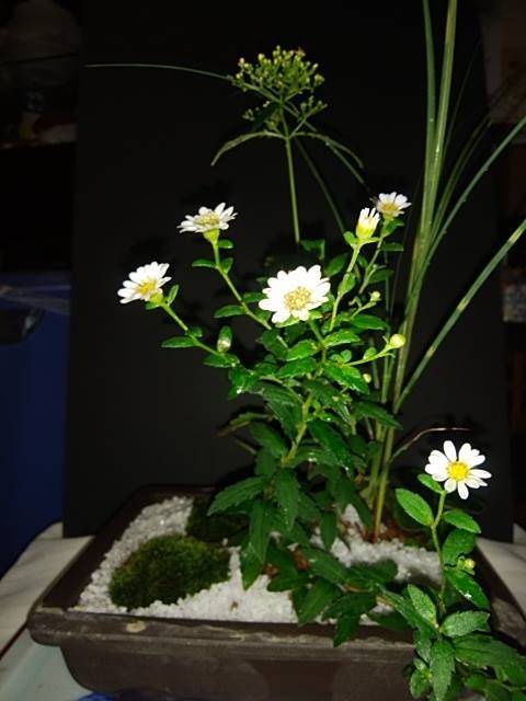 image1.jpeg