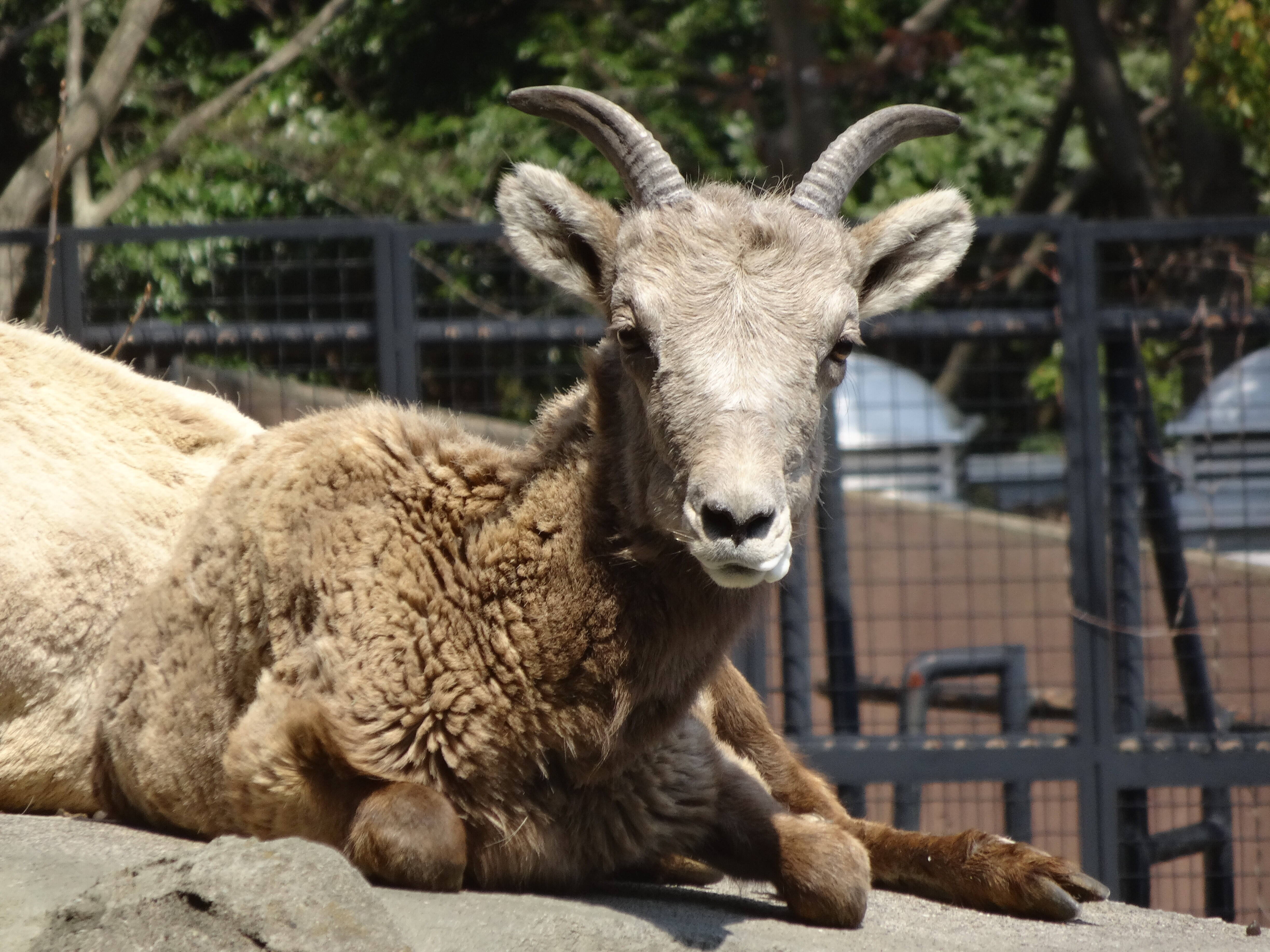 5月生まれが多い理由 オオツノヒツジの誕生日の秘密 こぼれ話 金沢動物園公式サイト 公益財団法人 横浜市緑の協会