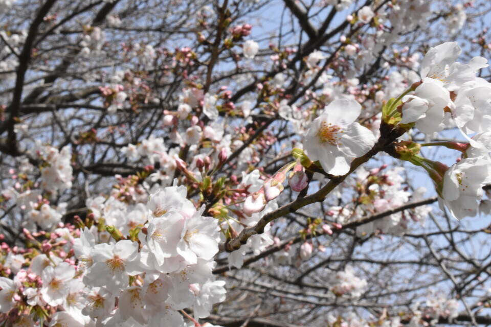 3月22日のソメイヨシノ開花状況 桜開花 金沢動物園公式サイト 公益財団法人 横浜市緑の協会