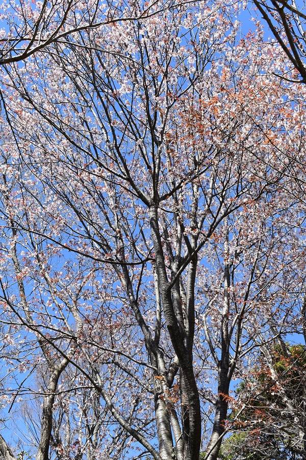 オオヤマザクラ20240321.jpg
