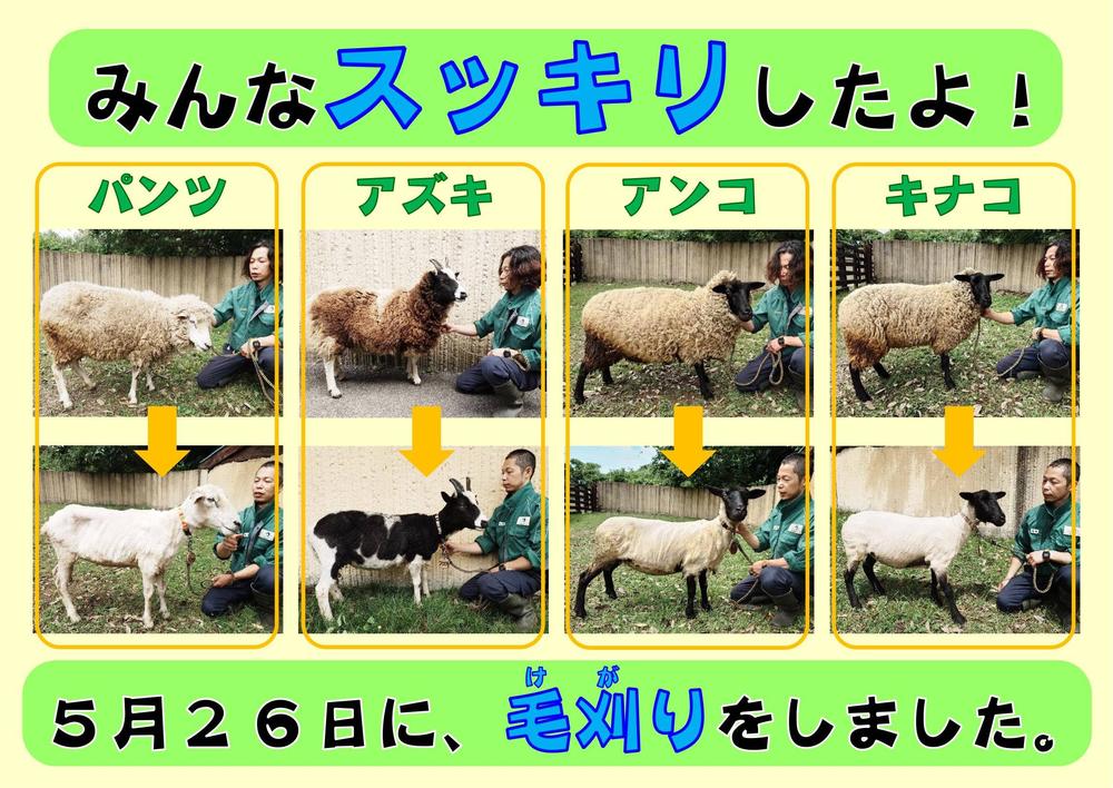 ヒツジ毛刈り看板2024.jpg