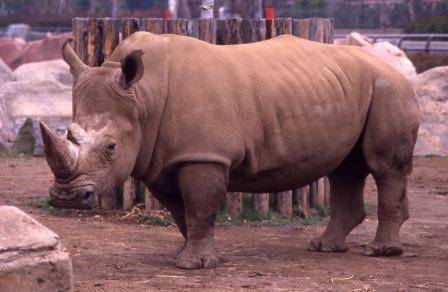 世界サイの日 こぼれ話 金沢動物園公式サイト 公益財団法人 横浜市緑の協会