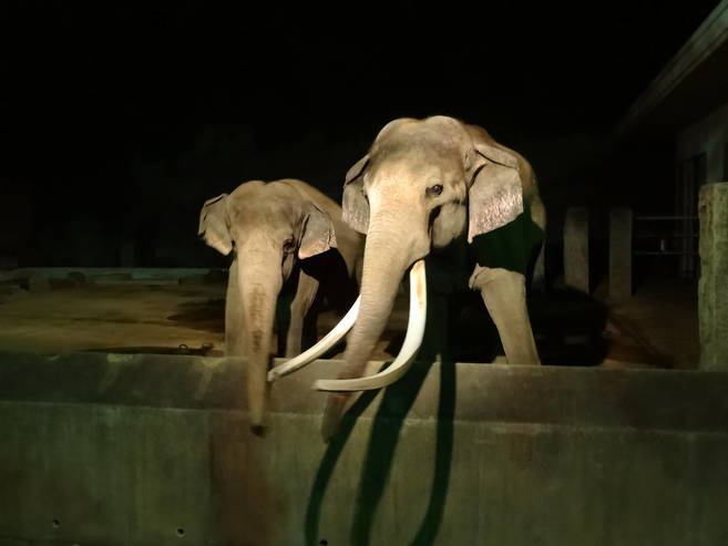よこはま夜の動物園2017 ナイト金沢ZOO (8月毎週土日・11日開催)の写真