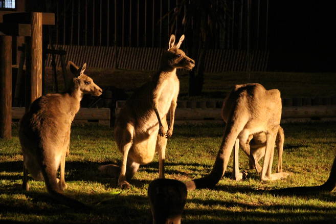 おしゃべりナイト (よこはま夜の動物園 ナイト金沢ZOO)の写真