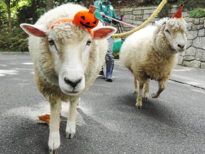 動物たちとハロウィンパレード!の写真