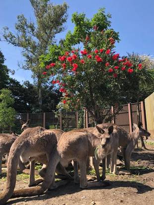 ブラシノキとカンガルー