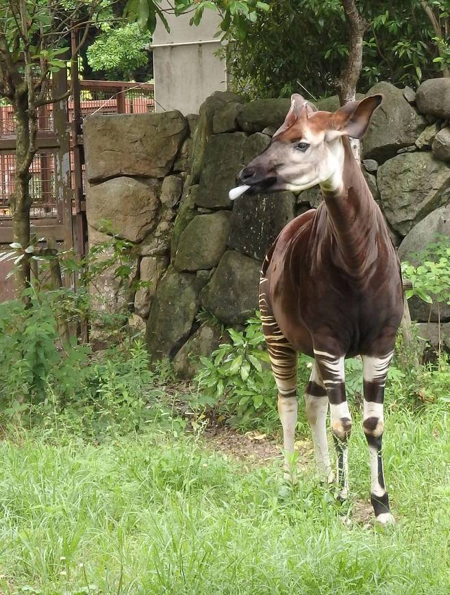 トト、金沢デビューしました!の写真
