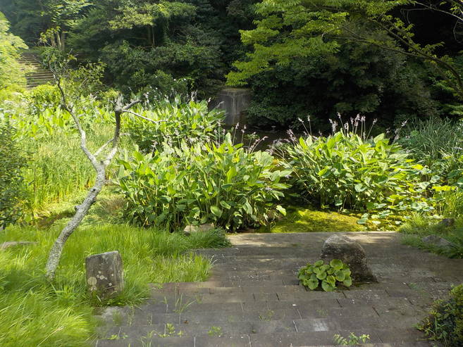 Ⅱの沢池のミズカンナの写真
