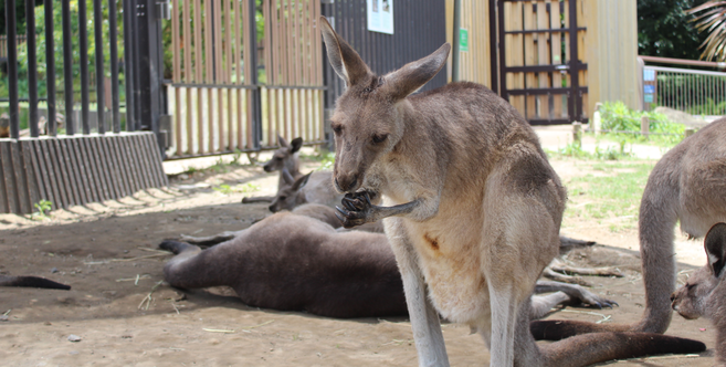 夏仕様カンガルーの写真