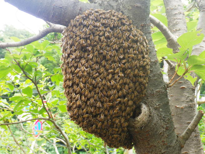 ニホンミツバチの分蜂 ~その①~の写真