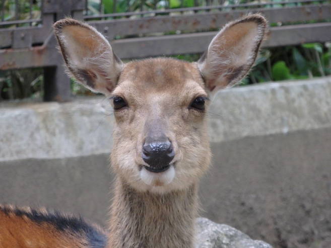 ホンシュウジカの衣替えの写真