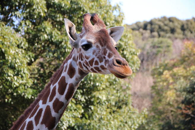 動物園でトリック or トリート?!の写真