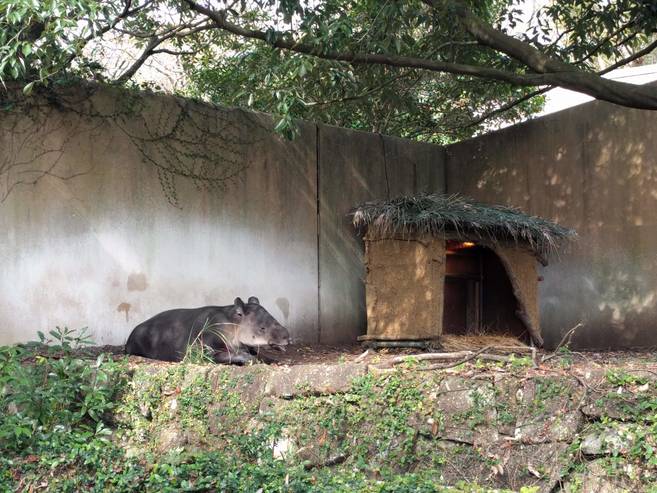 バク小屋登場!!の写真