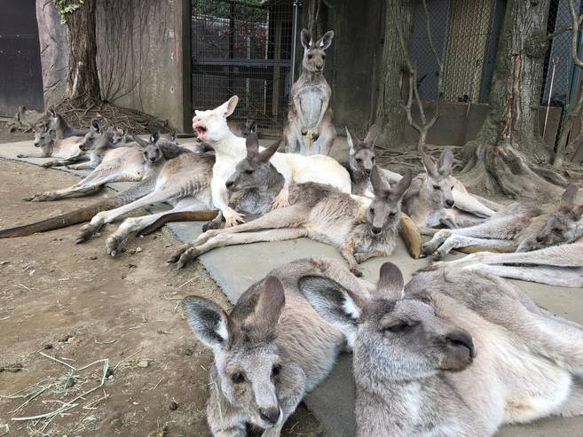 お知らせ&安定の枕なカンガルー?の写真