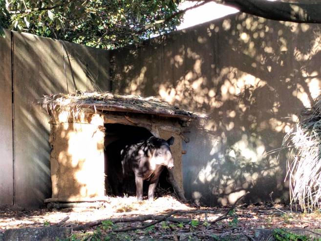バク小屋登場!!~我が物顔アグア編~の写真