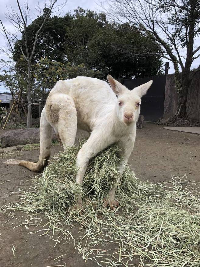 荒ぶるルビーの写真