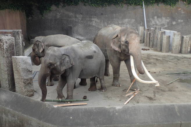 竹取物語(金沢動物園版)の写真