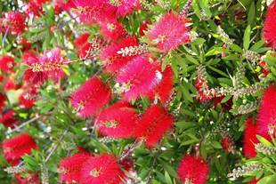 見頃の植物情報(平成30年5月15日)